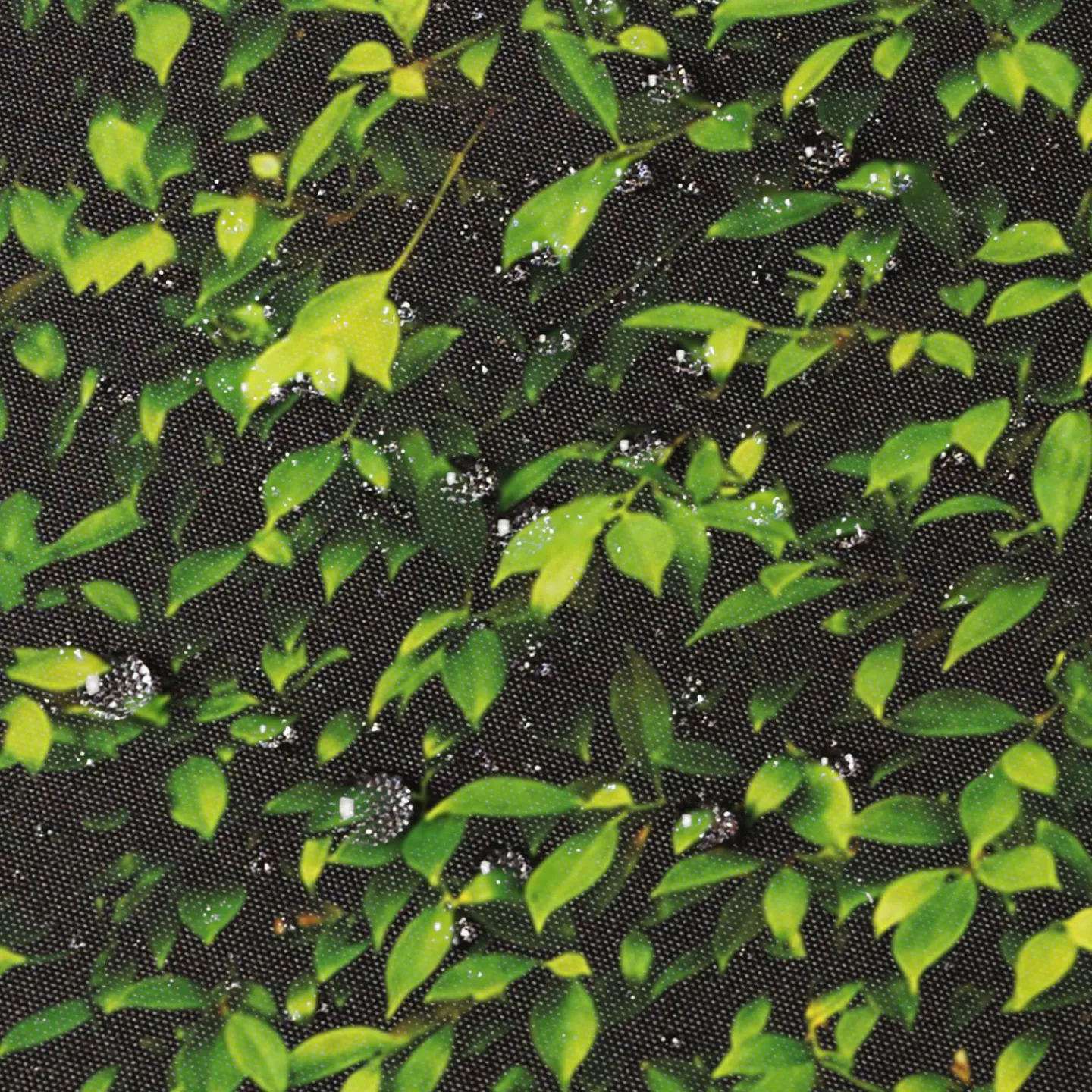 Paravent extérieur rétractable 400x180 cm store latéral motif feuillage*IDMarket Clearance